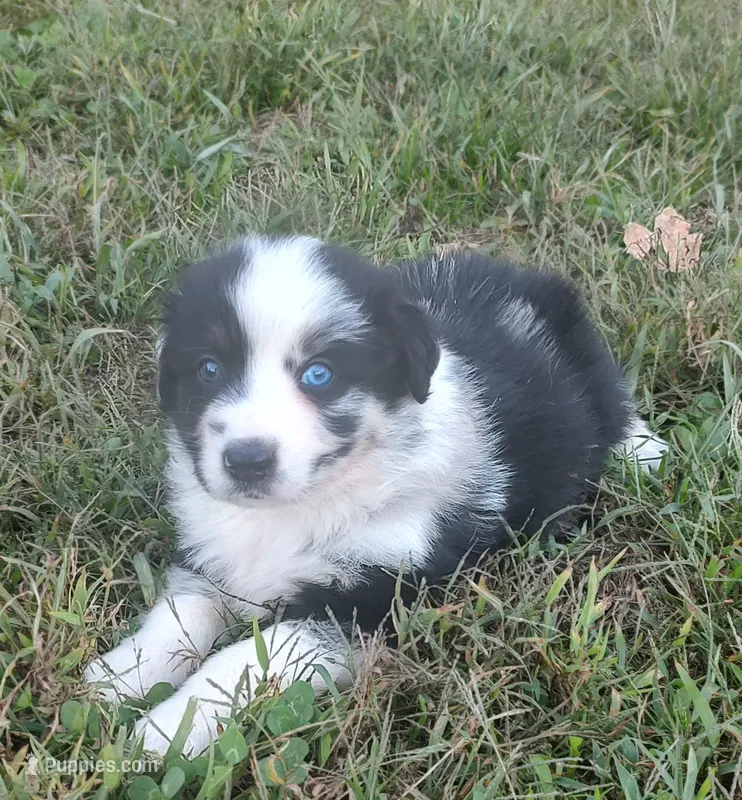 Carley – Australian Shepherd puppy for sale in Spencer, IN