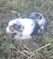Logan, a male Australian Shepherd for sale in Spencer, IN – 5 of 9