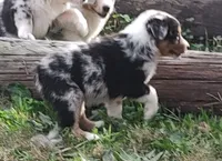 Emma, a female Australian Shepherd for sale in Spencer, IN – 5 of 10