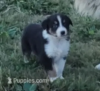 Ella – Australian Shepherd puppy for sale in Spencer, IN