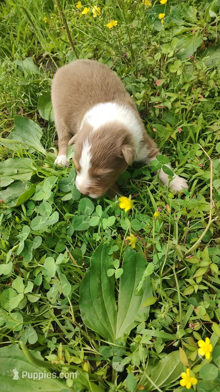 Dusty – Australian Shepherd puppy for sale in Spencer, IN