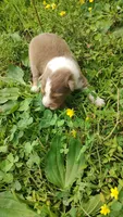 Dusty, a male Australian Shepherd for sale in Spencer, IN – 1 of 10