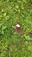 Rusty , a male Australian Shepherd for sale in Spencer, IN – 8 of 10