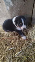 Ella, a female Australian Shepherd for sale in Spencer, IN – 6 of 6