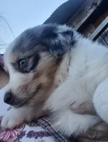 Logan, a male Australian Shepherd for sale in Spencer, IN – 6 of 9
