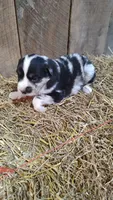 Jay, a male Australian Shepherd for sale in Spencer, IN – 2 of 8