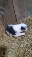 Heath, a male Australian Shepherd for sale in Spencer, IN – 3 of 10