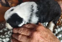 Onyx, a female Miniature American Shepherd for sale in Spencer, IN – Photo 7 of 9