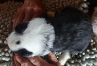 Onyx, a female Miniature American Shepherd for sale in Spencer, IN – Photo 8 of 9