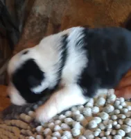 Onyx, a female Miniature American Shepherd for sale in Spencer, IN – Photo 4 of 9