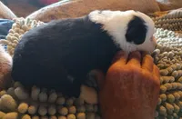 Onyx, a female Miniature American Shepherd for sale in Spencer, IN – Photo 9 of 9