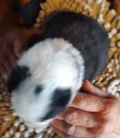 Onyx, a female Miniature American Shepherd for sale in Spencer, IN – Photo 6 of 9