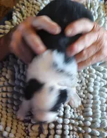 Onyx, a female Miniature American Shepherd for sale in Spencer, IN – Photo 5 of 9