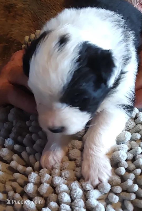 Onyx – Miniature American Shepherd puppy for sale in Spencer, IN
