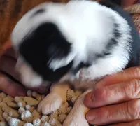 Onyx, a female Miniature American Shepherd for sale in Spencer, IN – Photo 2 of 9
