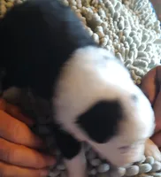 Onyx, a female Miniature American Shepherd for sale in Spencer, IN – Photo 3 of 9