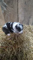 Jay, a male Australian Shepherd for sale in Spencer, IN – 5 of 8