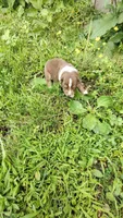 Rusty , a male Australian Shepherd for sale in Spencer, IN – 6 of 10