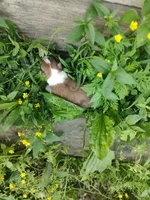 Dusty, a male Australian Shepherd for sale in Spencer, IN – 7 of 10