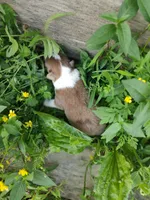 Dusty, a male Australian Shepherd for sale in Spencer, IN – 2 of 10