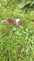 Rusty , a male Australian Shepherd for sale in Spencer, IN – 7 of 10