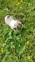 Cookie, a female Australian Shepherd for sale in Spencer, IN – 4 of 10