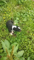 Chr, a male Australian Shepherd for sale in Spencer, IN – 4 of 10