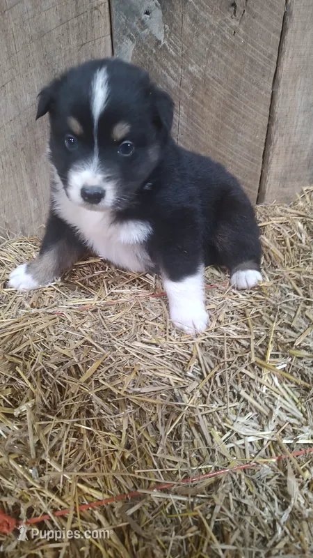 Rocky  – Australian Shepherd puppy for sale in Spencer, IN