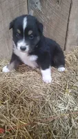 Rocky , a male Australian Shepherd for sale in Spencer, IN – 2 of 6