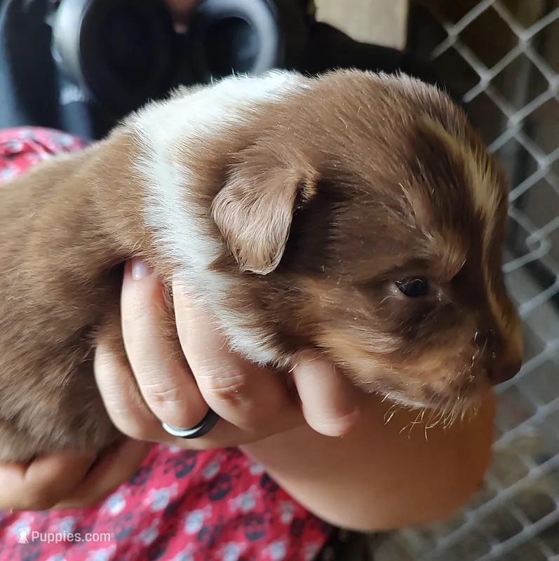 Rusty  – Australian Shepherd puppy for sale in Spencer, IN
