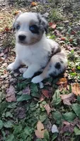 Henry , a male Australian Shepherd for sale in Spencer, IN – 2 of 10