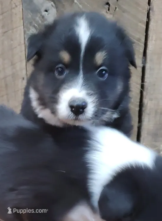 Ella – Australian Shepherd puppy for sale in Spencer, IN