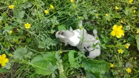 Cookie, a female Australian Shepherd for sale in Spencer, IN – 9 of 10