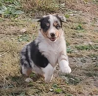 Emma, a female Australian Shepherd for sale in Spencer, IN – 6 of 10