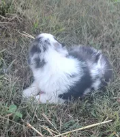 Logan, a male Australian Shepherd for sale in Spencer, IN – 9 of 9