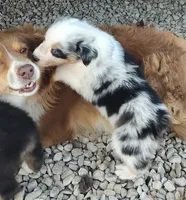 Henry , a male Australian Shepherd for sale in Spencer, IN – 8 of 10