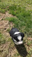 Colton, a male Miniature American Shepherd for sale in Spencer, IN – Photo 5 of 9