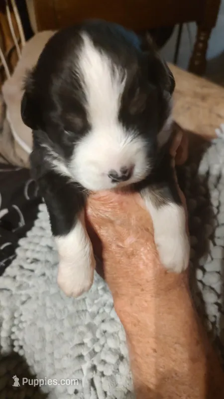 Ebony – Miniature American Shepherd puppy for sale in Spencer, IN