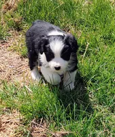 Colton, a male Miniature American Shepherd for sale in Spencer, IN – Photo 3 of 9