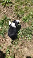 Colton, a male Miniature American Shepherd for sale in Spencer, IN – Photo 6 of 9
