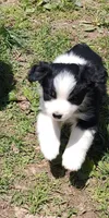Colton, a male Miniature American Shepherd for sale in Spencer, IN – Photo 2 of 9