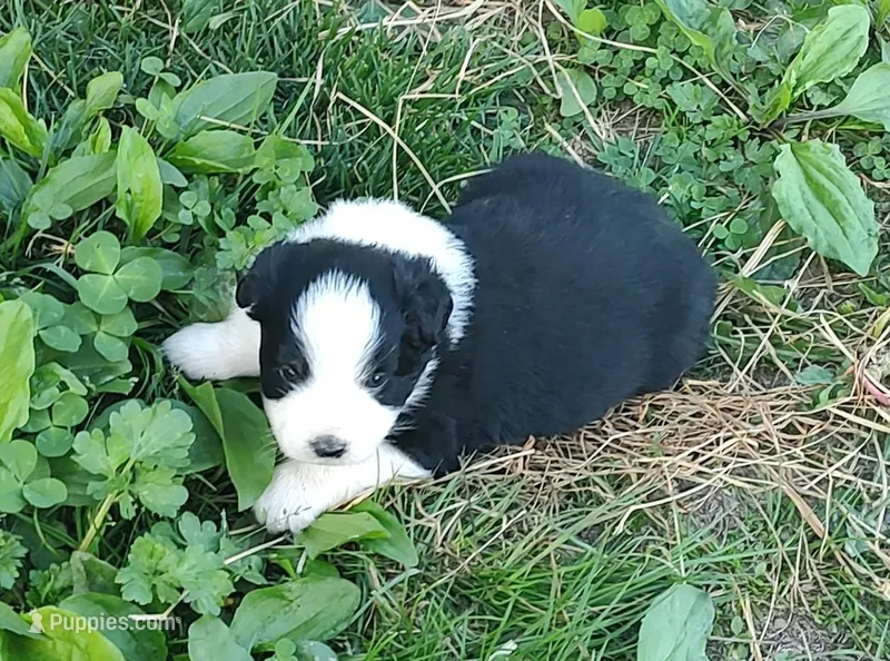 Ebony – Miniature American Shepherd puppy for sale in Spencer, IN