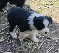 Colton, a male Miniature American Shepherd for sale in Spencer, IN – Photo 8 of 9