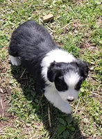 Colton, a male Miniature American Shepherd for sale in Spencer, IN – Photo 4 of 9