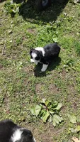 Colton, a male Miniature American Shepherd for sale in Spencer, IN – Photo 7 of 9