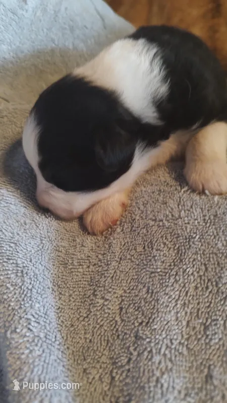 Ebony – Miniature American Shepherd puppy for sale in Spencer, IN