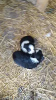 Colton, a male Miniature American Shepherd for sale in Spencer, IN – Photo 9 of 9