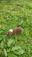 Rusty , a male Australian Shepherd for sale in Spencer, IN – 2 of 10