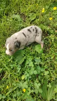 Berrie, a male Australian Shepherd for sale in Spencer, IN – 6 of 8
