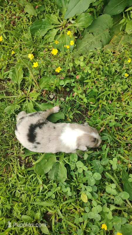 Cookie – Australian Shepherd puppy for sale in Spencer, IN